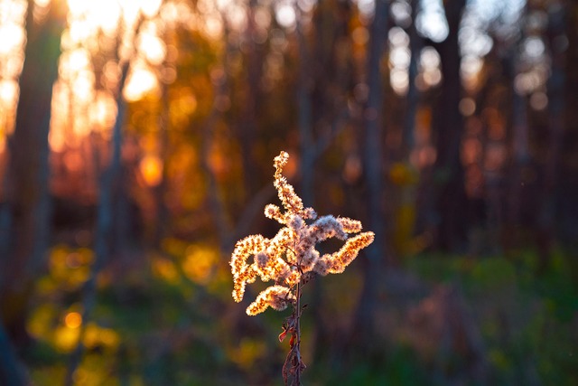 golden hour lighting photography practice assignment